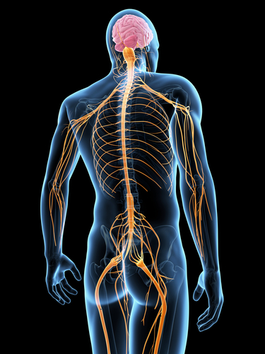 Anatomical model of the central nervous system for neurological acupuncture in Edina, MN