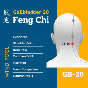 Diagram showing the location of the GB20 acupuncture point, known as Wind Pool, at the base of the neck.